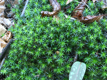 Polytrichum sp.